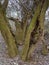 Three old willows on a cold autumn morning.