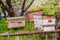 Three old wooden hives on apiary under cherry tree. Hives bloom ingesday in spring