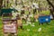 Three old wooden hives on apiary under cherry tree. Hives bloom ingesday in spring