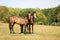 Three one year old foals of sport horses. Breeding for showjumping