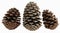 Three open pinus pinaster pine cones