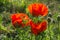 Three opium poppy flowers in full bloom