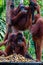 Three Orang Utan hanging on a tree in the jungle