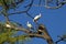 Three orange beaked American White Ibis in Pine Tree