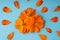 Three orange blossomed buds of the Kosmeya flower and petals scattered around them on a blue background