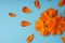 Three orange blossomed buds of the Kosmeya flower and petals scattered around them on a blue background