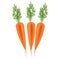 Three Orange carrots