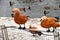 Three orange ducks and many other different birds on water