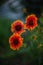 Three orange flowers gaillardia grow in summer garden