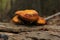 Three orange mushroom sitting on a bark log