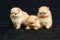 Three orange pomeranian spitz puppies sitting on a black background