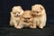 Three orange pomeranian spitz puppies sitting on a black background