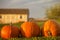 Three orange pumpkins with barn in the background