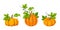 Three orange pumpkins. Vector illustrations.
