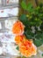 Three Orange Rose Blossoms Near Brick Wall