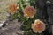 Three orange roses in the garden.