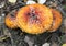 Three orange spotted fly agarics in the autumn forest