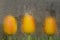 Three orange tulips through the window on a rainy day