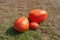 Three orange â€“ reddish pumpkins large and small size from fresh harvest laying on grass