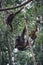 Three Orangutans hanging in trees