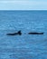three orca whales swimming in the blue ocean near the shore