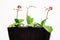 Three orchid plants pot new flower