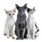 Three oriental cats