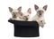 Three Oriental Shorthair kittens, 9 weeks old