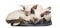 Three Oriental Shorthair kittens, 9 weeks old