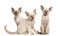 Three Oriental Shorthair kittens sitting