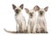 Three Oriental Shorthair kittens sitting