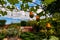 Three ornamental gourds frame the backdrop of an old English walled kitchen garden.