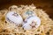 Three ornate Easter eggs in nest of wood shavings on blur background
