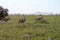 Three oryx grazing in the savanna