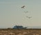 Three ospreys in flight