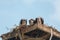 Three Ospreys in a Nest