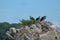 Three Ospreys Perched on a Nest in Maine