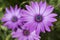 Three Osteospermum Ecklonis - Pink / Purple Colour