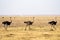 Three ostrich birds walk in the grass of Amboseli National Park Kenya Africa