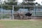 Three ostriches feed in a zoo paddock