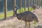 Three ostriches in a fenced aviary. Eco farm on a bright sunny summer day