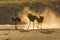 Three ostriches in the Kalahari with dust