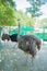 Three ostriches stand near the fence. The background is blurred