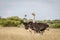 Three Ostriches standing in high grass.