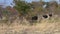 Three Ostriches Walking in the Savanna