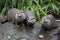 Three otters