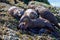 Three otters crowd around another who guards his catch of a large wolf eel