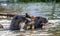 Three otters in the river. Close-up.