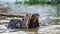 Three otters in the river. Close-up.