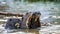 Three otters in the river. Close-up.